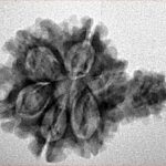 Sawar/Ganesh (6+1) 26.2mm 2.76gm - Inverse xray