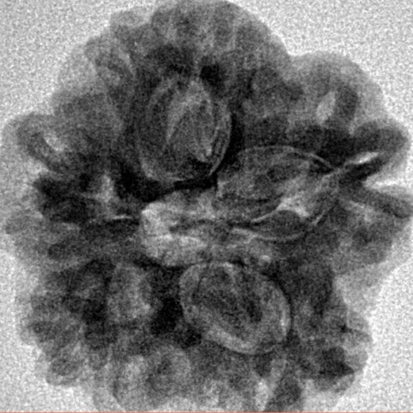 1MK(Underdeveloped) 24.4mm 5.09gm - Inverse xray