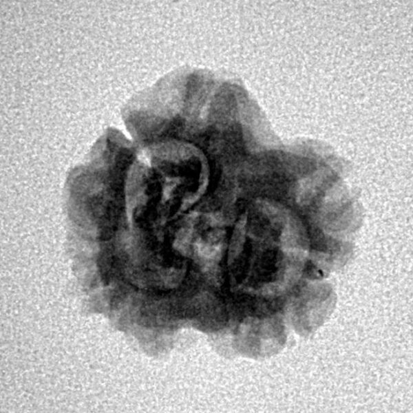 2 Mukhi Rudraksha 22.3mm 1.76gm - Inverse xray