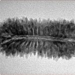 33 Mukhi Rudraksha 31.6mm 3.07gm - Inverse xray