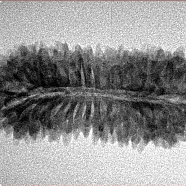 33 Mukhi Rudraksha 31.6mm 3.07gm - Inverse xray