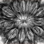 12 Mukhi Rudraksha 37.2mm 8.82gm - Inverse xray