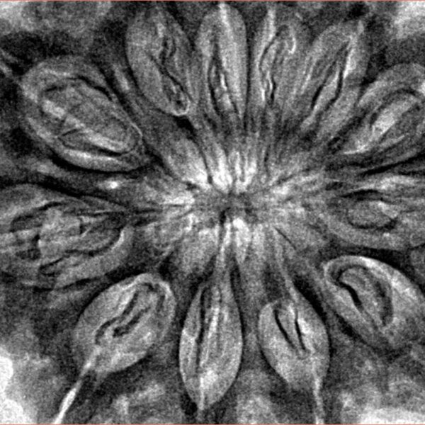 12 Mukhi Rudraksha 37.2mm 8.82gm - Inverse xray