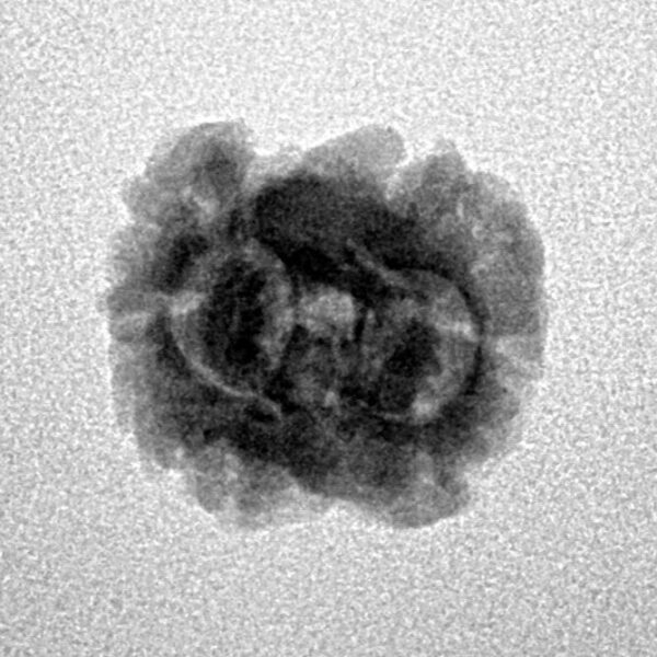 2 Mukhi Rudraksha 21.8mm 1.61gm - Inverse xray