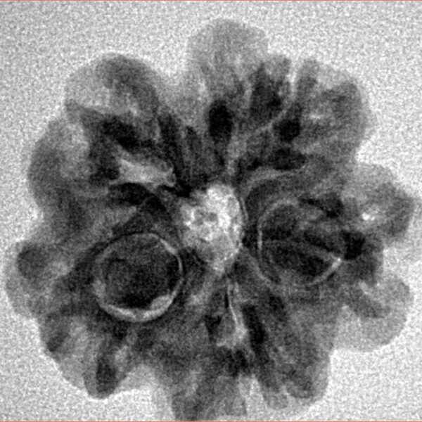 1MK(Underdeveloped) 22.3mm 3.89gm - Origin: Nepal - Inverse xray