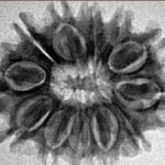 12 Mukhi Rudraksha 26.3mm 3.76gm - Inverse xray