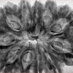 11 Mukhi Ganesh 35.8mm 5.58gm - Inverse xray