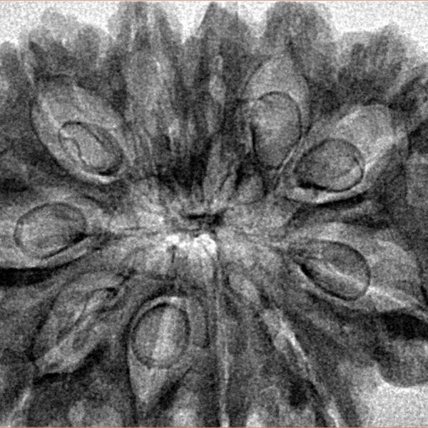 11 Mukhi Ganesh 35.8mm 5.58gm - Inverse xray