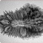 21 Mukhi Rudraksha 32.1mm 4gm - Origin: Nepal - Inverse xray