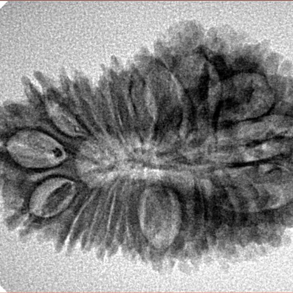 21 Mukhi Rudraksha 32.1mm 4gm - Origin: Nepal - Inverse xray