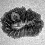 18 Mukhi Rudraksha 20.9mm 1.81gm - Inverse xray