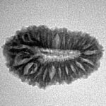 22 Mukhi Rudraksha 22.4mm 1.84gm - Inverse xray