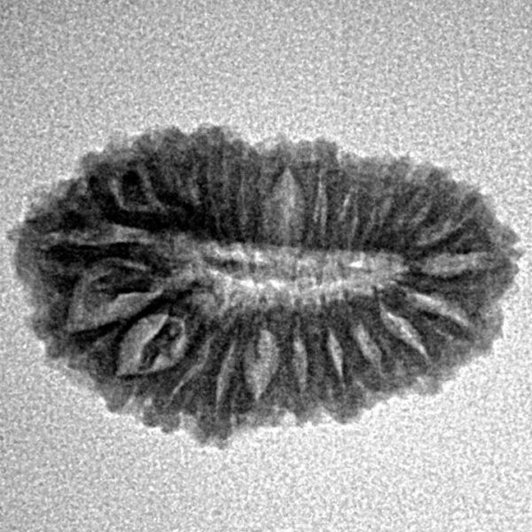 22 Mukhi Rudraksha 22.4mm 1.84gm - Inverse xray