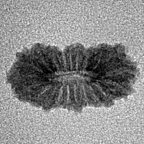 21 Mukhi Rudraksha 17.3mm 0.54gm - Inverse xray