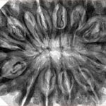 12 Mukhi Rudraksha 36.1mm 9.13gm - Inverse xray