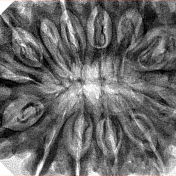 12 Mukhi Rudraksha 36.1mm 9.13gm - Inverse xray