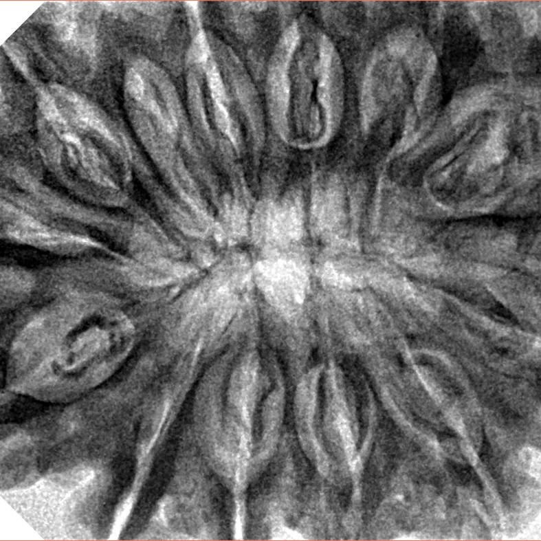 12 Mukhi Rudraksha 36.1mm 9.13gm - Inverse xray