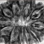 11 Mukhi Rudraksha 34.6mm 9gm - Inverse xray