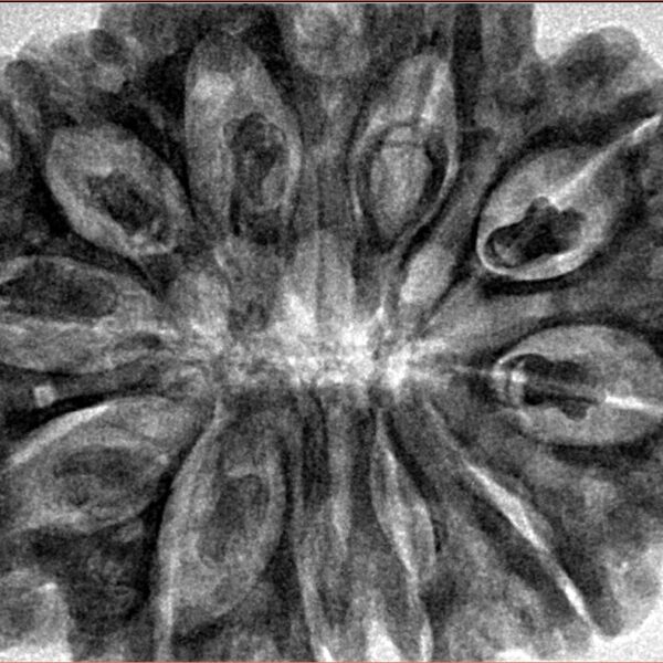 11 Mukhi Rudraksha 34.6mm 9gm - Inverse xray