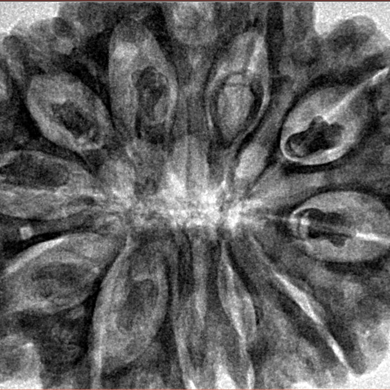 11 Mukhi Rudraksha 34.6mm 9gm - Inverse xray