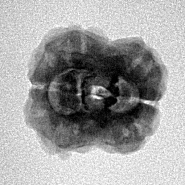 2 Mukhi Rudraksha 22.3mm 2gm - Inverse xray