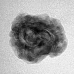 2 Mukhi Rudraksha 22.3mm 1.85gm - Inverse xray