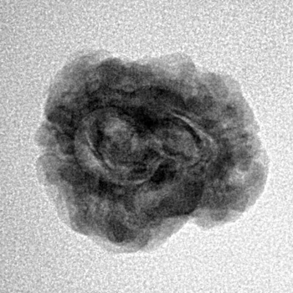 2 Mukhi Rudraksha 22.3mm 1.85gm - Inverse xray