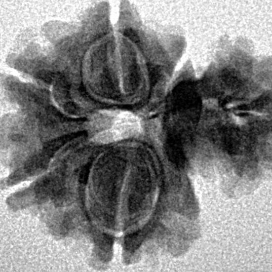 Sawar/Ganesh (5+1) 20.2mm 2.34gm - Inverse xray