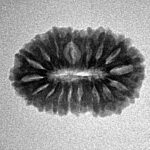 17 Mukhi Rudraksha 21.1mm 1.89gm - Inverse xray