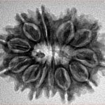 12 Mukhi Rudraksha 26.5mm 3.86gm - Inverse xray