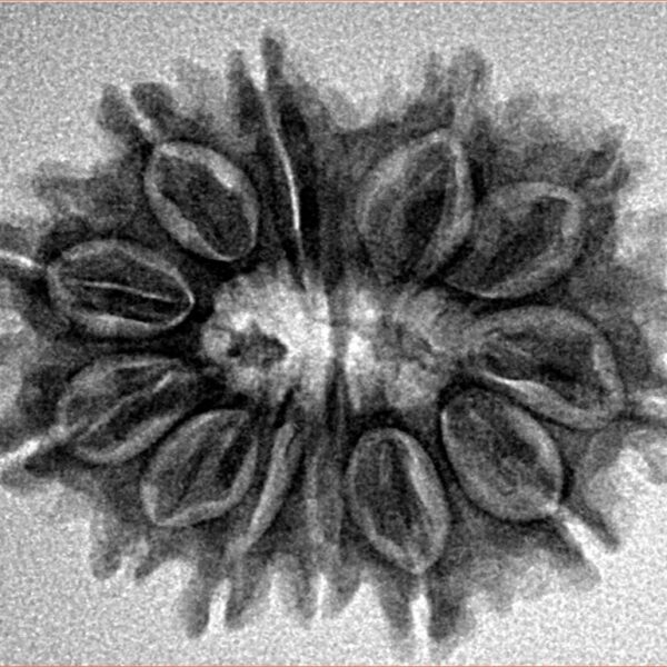12 Mukhi Rudraksha 26.5mm 3.86gm - Inverse xray