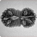 19 Mukhi Rudraksha 25.3mm 2.11gm - Inverse xray