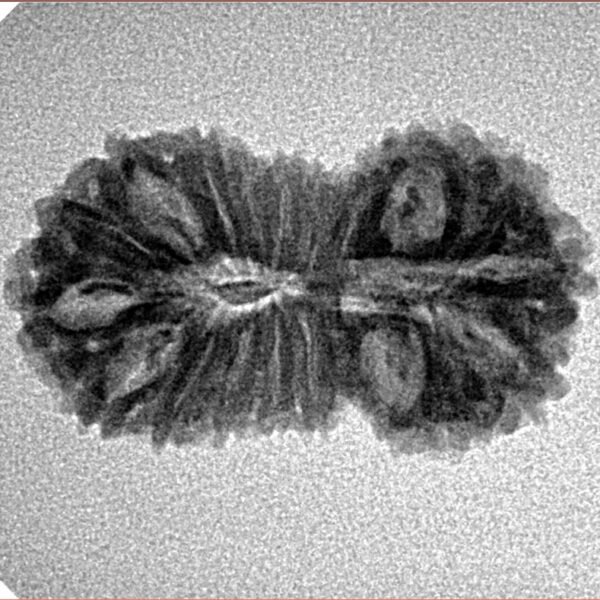19 Mukhi Rudraksha 25.3mm 2.11gm - Inverse xray