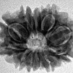 12 Mukhi Rudraksha 21.2mm 2.47gm - Inverse xray