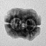 2 Mukhi Rudraksha 18.4mm 1.45gm - Inverse xray