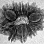 12 Mukhi Rudraksha 22.6mm 2.7gm - Inverse xray