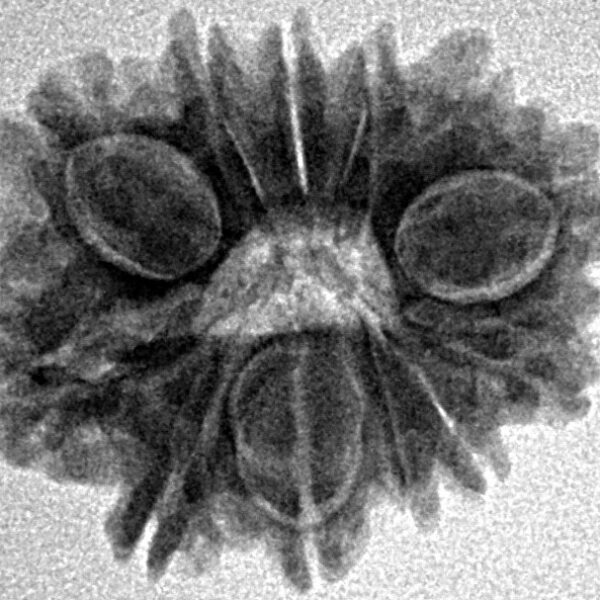 12 Mukhi Rudraksha 22.6mm 2.7gm - Inverse xray