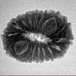 17 Mukhi Rudraksha 22.3mm 2.74gm - Inverse xray