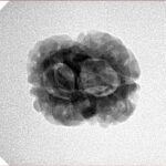 2 Mukhi Rudraksha 24.3mm 2.49gm - Inverse xray