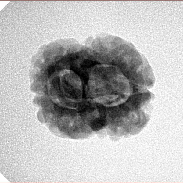 2 Mukhi Rudraksha 24.3mm 2.49gm - Inverse xray