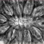 11 Mukhi Rudraksha 37.8mm 10.41gm - Inverse xray