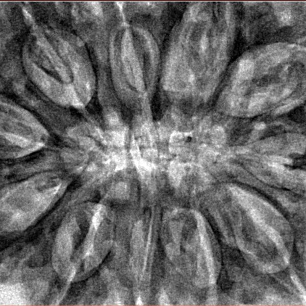 11 Mukhi Rudraksha 37.8mm 10.41gm - Inverse xray