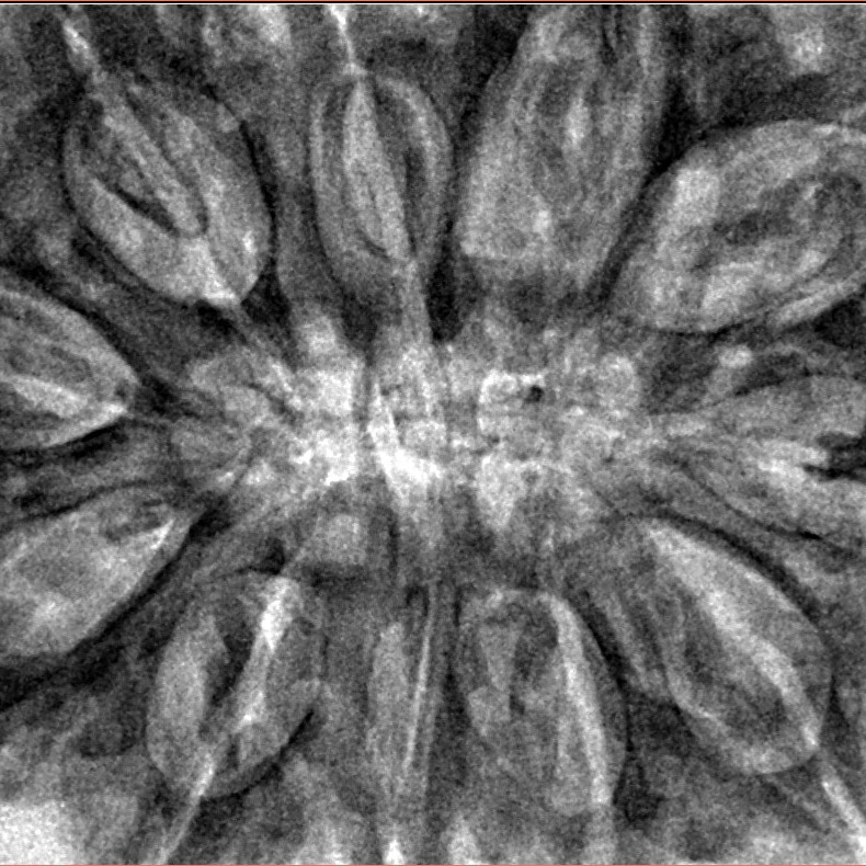 11 Mukhi Rudraksha 37.8mm 10.41gm - Inverse xray