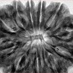 11 Mukhi Rudraksha 37mm 10.27gm - Inverse xray