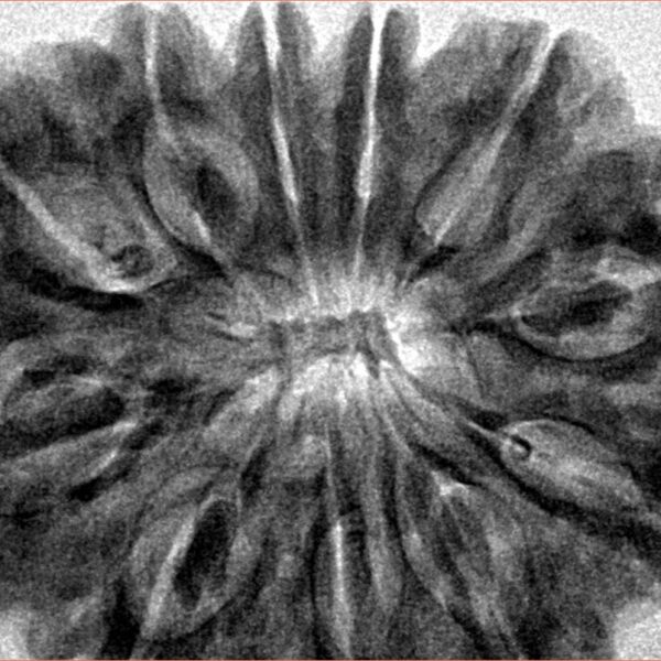 11 Mukhi Rudraksha 37mm 10.27gm - Inverse xray