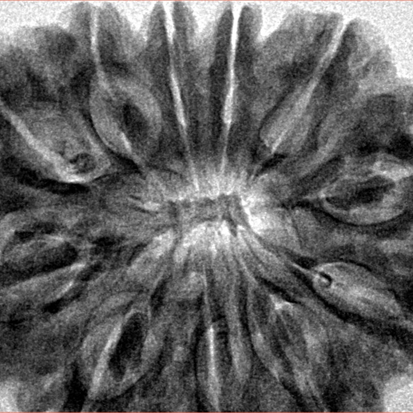 11 Mukhi Rudraksha 37mm 10.27gm - Inverse xray