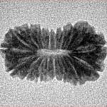 17 Mukhi Rudraksha 18.3mm 0.94gm - Inverse xray