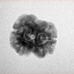 2 Mukhi Rudraksha 21.3mm 2.08gm - Inverse xray