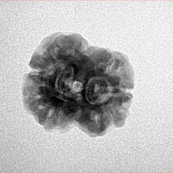 2 Mukhi Rudraksha 21.3mm 2.08gm - Inverse xray