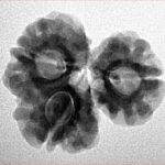 Sawar/Ganesh (2+1) 22.2mm 3gm - Inverse xray